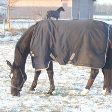 Oldenborg Miluna Af Brorstrup