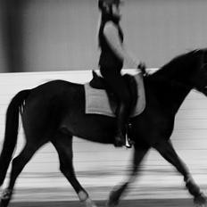 Svensk Sportspony  Barbie girl