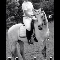 Connemara Pattys beseme mucho - B-PONY
