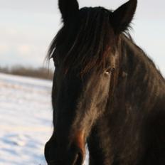 Anden særlig race Cindy