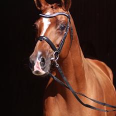 Trakehner Team AD-Editions Paprimonka