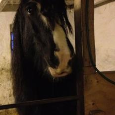 Irish Cob River Meadows Florence