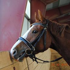 Hannoveraner Red Baron Derry