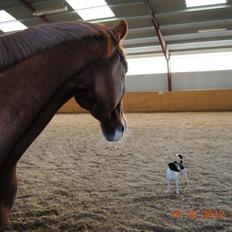 Hannoveraner Red Baron Derry