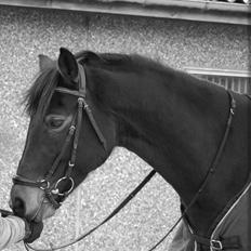 Svensk Sportspony  Barbie girl