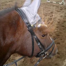 Anden særlig race Katie