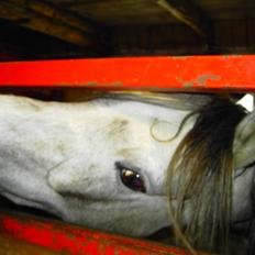 Welsh Partbred (Sec F) rusty