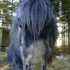 Anden særlig race rocky R.I.P