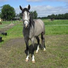 Shagya Araber (SH) Østergaards Amira (SOLGT)