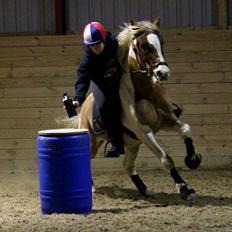 Anden særlig race Royal Rocky