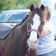 Welsh Partbred (Sec F) West Side Pride Pioneer