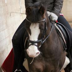 Welsh Partbred (Sec F) West Side Pride Pioneer