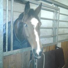 Dansk Varmblod Armani