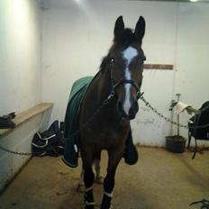 Dansk Varmblod Armani