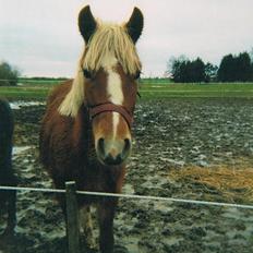 New Forest Vindegårdens Shining Safir