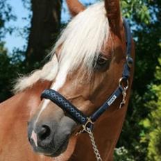 New Forest Vindegårdens Shining Safir