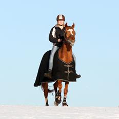 Fuldblod (XX) Maphard *Møffe*