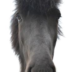 Islænder Kjarni kærsholm