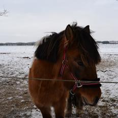 Anden særlig race Isabella