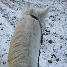 Connemara » Flying Dutchmann