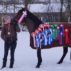 New Forest Glenwood Maple Hill