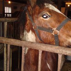 Irish Cob Crossbreed noah høghøj solgt