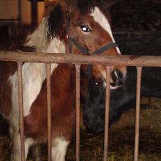 Irish Cob Crossbreed noah høghøj solgt