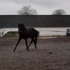 Dansk Varmblod LUTHERS TEQUILA SUNRISE