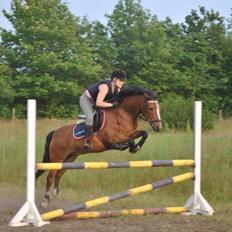 New Forest Højmarkens Noble Star