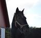 Oldenborg | Chess - Prinsessen & Min Soulmate - R.I.P 