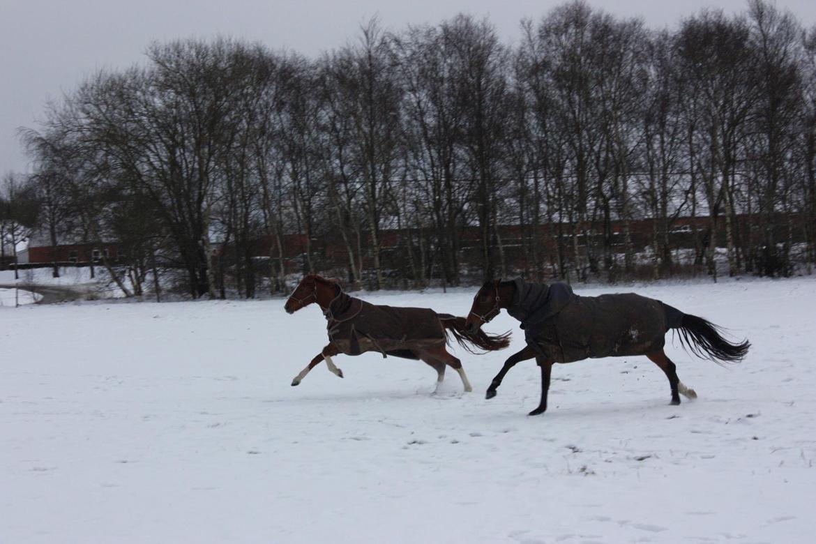 Dansk Varmblod Landlyst Scully billede 3