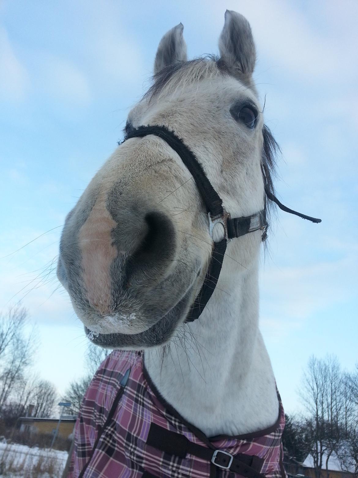 Engelsk Varmblod Copine billede 13
