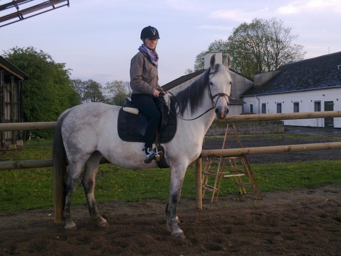 Engelsk Varmblod Copine billede 15