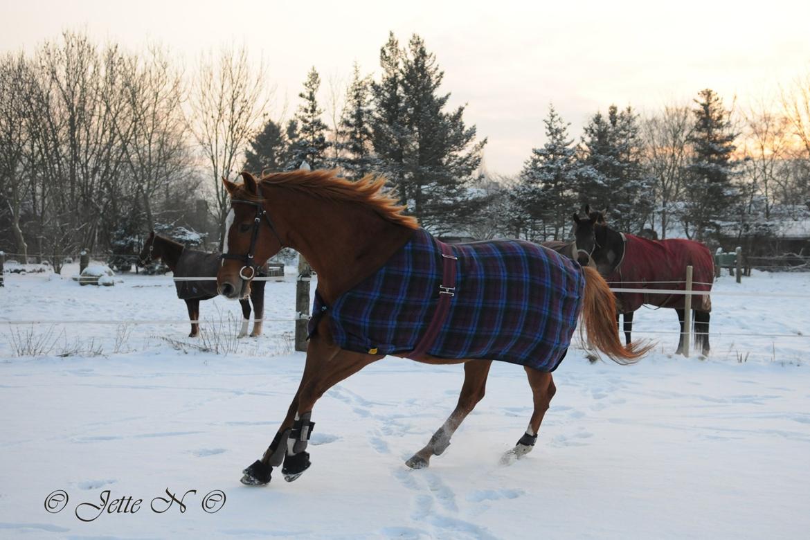 Fuldblod (XX) Maphard *Møffe* - Foto: Jette N (",) (Mig) billede 5