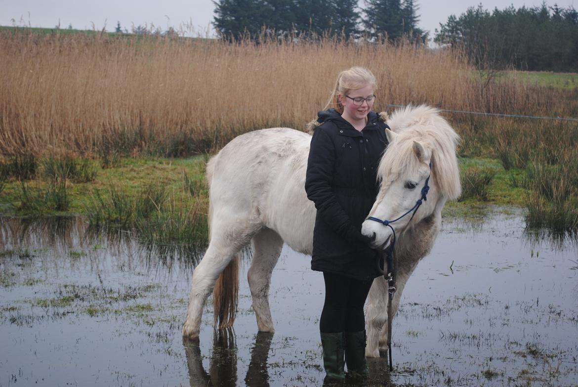 Anden særlig race Isabella - Ponyen der er bange for vand!>3 billede 4