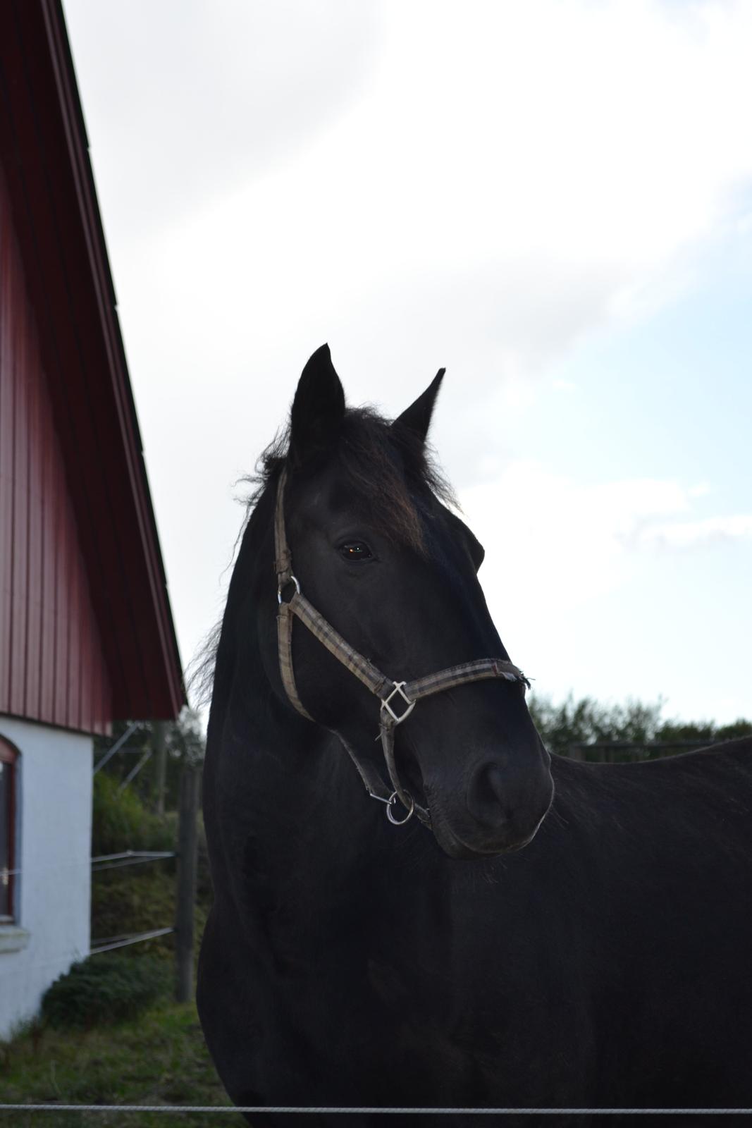 Oldenborg | Chess - Prinsessen & Min Soulmate - R.I.P  - Smukke! :-* billede 1