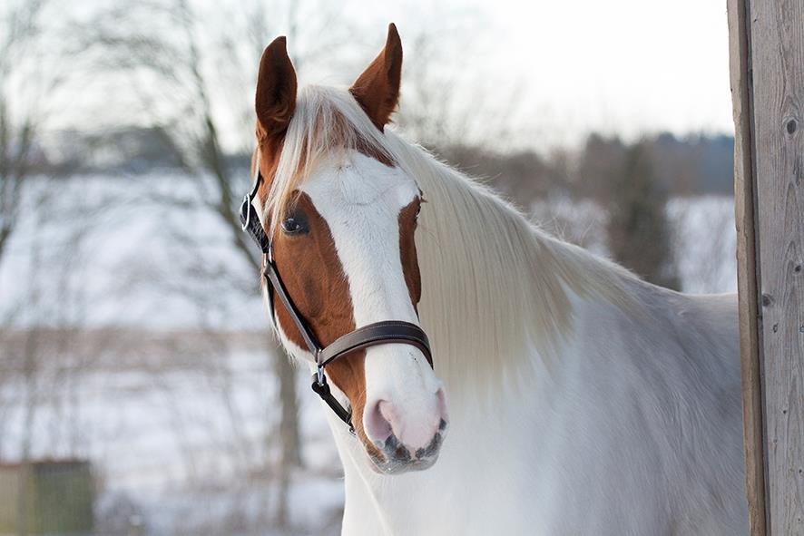 Pinto Blue Eyed Apache billede 3