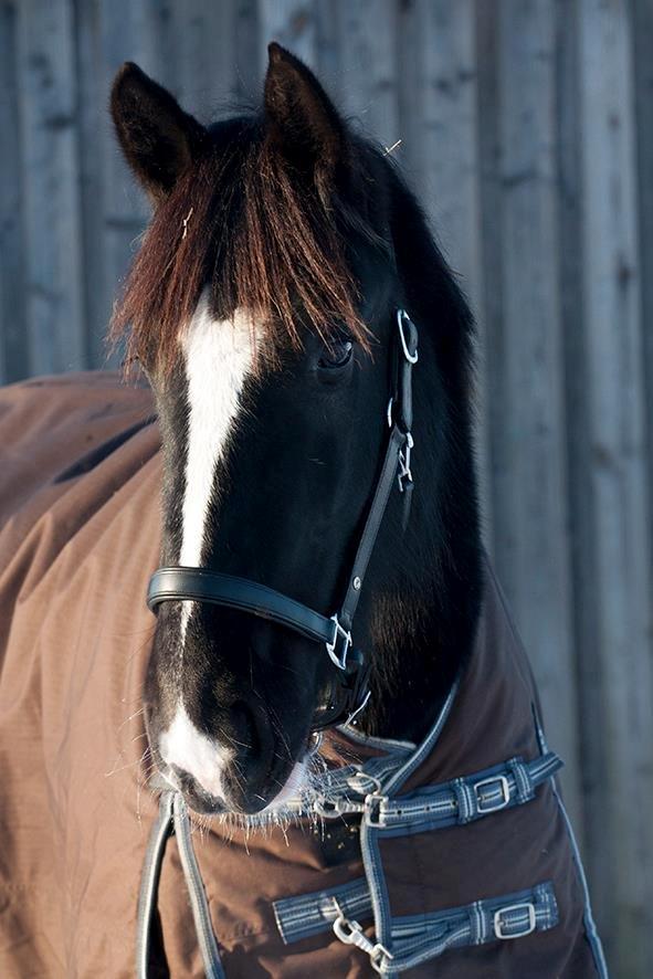 Shire Bjerggårdens Fifi Olsen billede 13