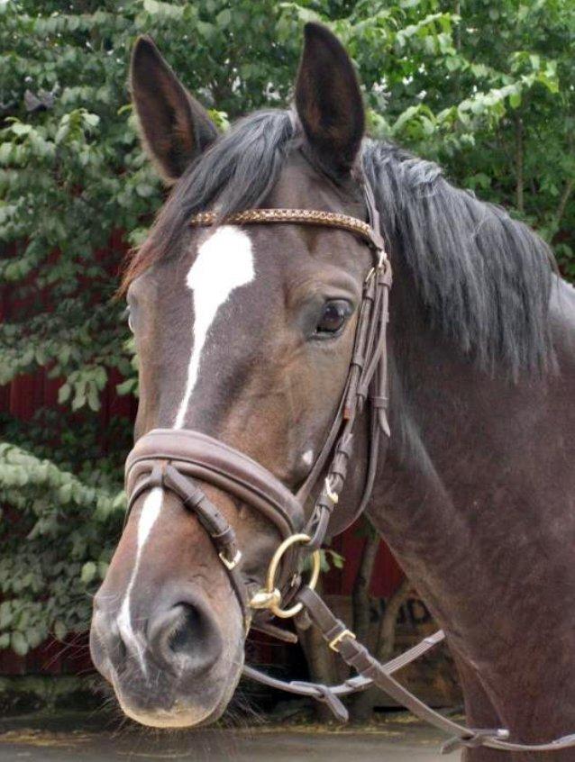 Trakehner Pivo billede 1