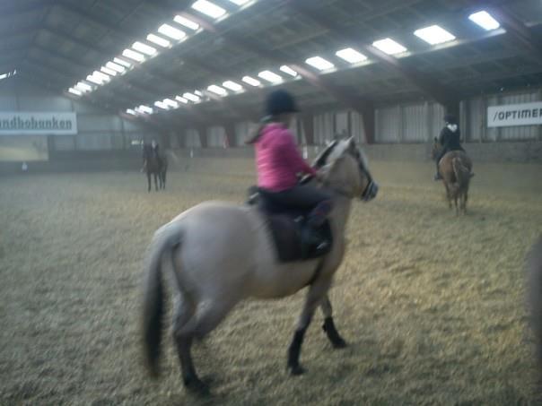 Fjordhest Lucas <3 - Lidt hygge skal der også være plads til!♥ billede 15