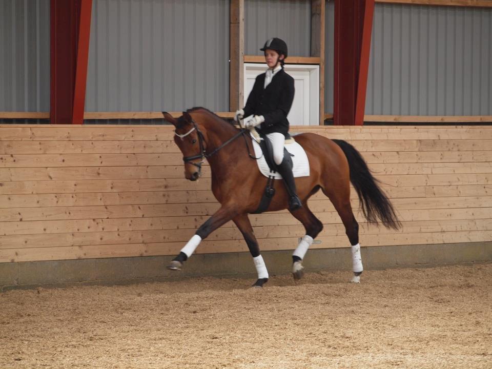 Dansk Varmblod Brainstorm - Mig og Brainstorm er flyvende  billede 1