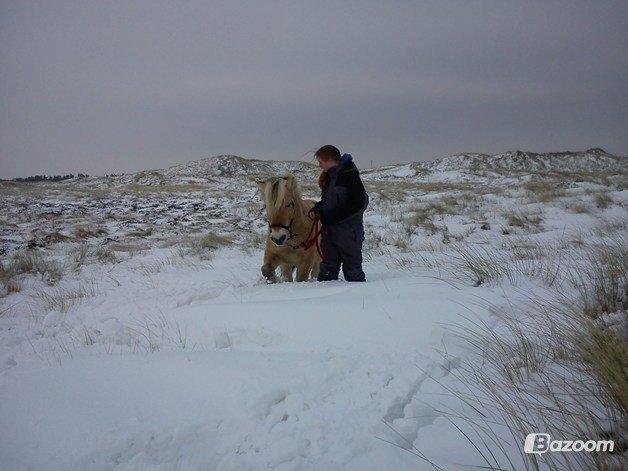 Fjordhest Lucas <3 - Enlig!♥ Så kom hun og hentede mig!♥  billede 17