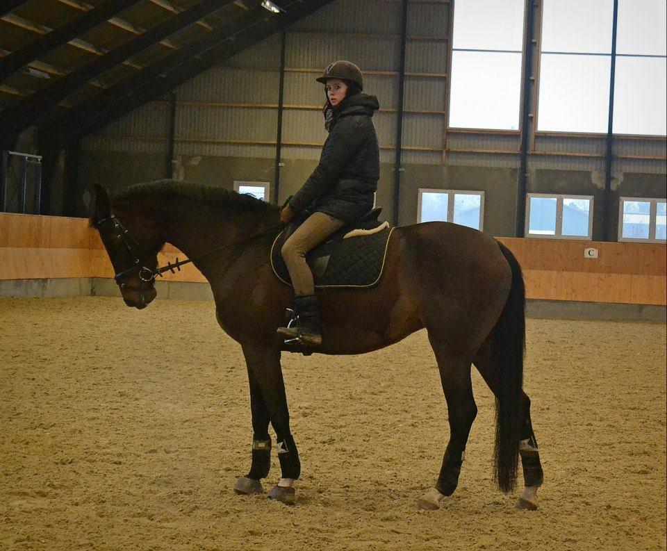 Dansk Varmblod Stenlandsdals Malou R.I.P  billede 9