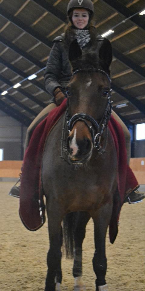 Dansk Varmblod Stenlandsdals Malou R.I.P  billede 10