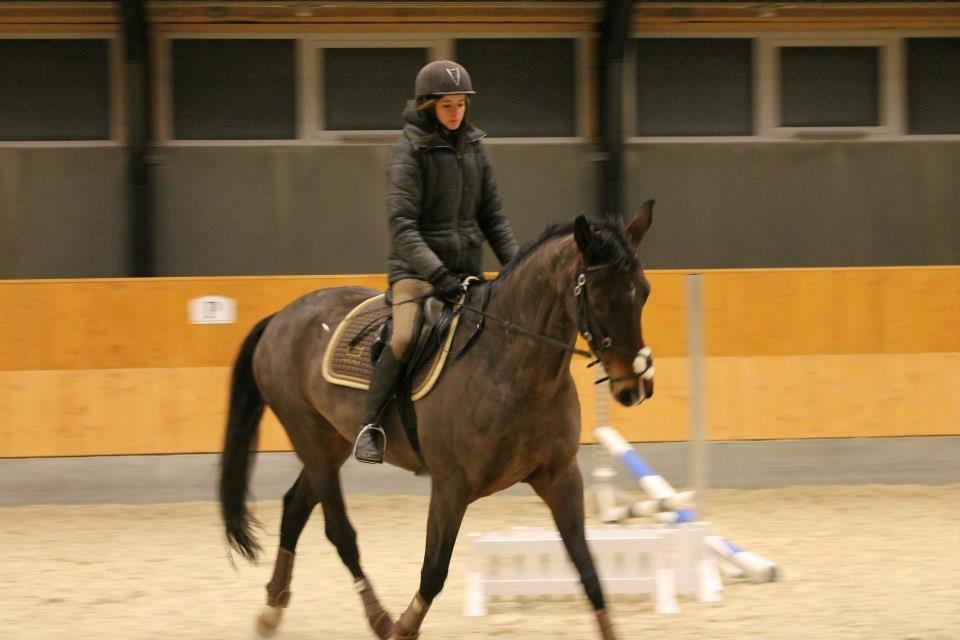 Dansk Varmblod Stenlandsdals Malou R.I.P  billede 11