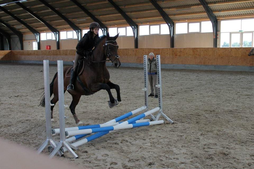 Dansk Varmblod Stenlandsdals Malou R.I.P  billede 12