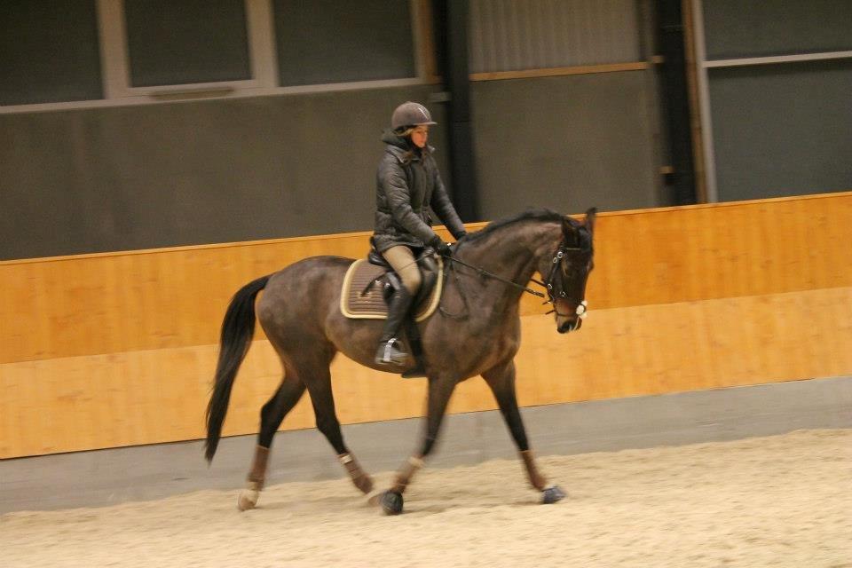 Dansk Varmblod Stenlandsdals Malou R.I.P  billede 13