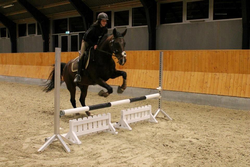 Dansk Varmblod Stenlandsdals Malou R.I.P  billede 14