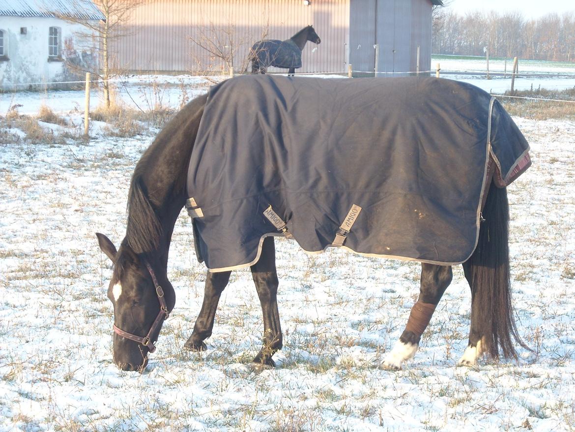 Oldenborg Miluna Af Brorstrup billede 1
