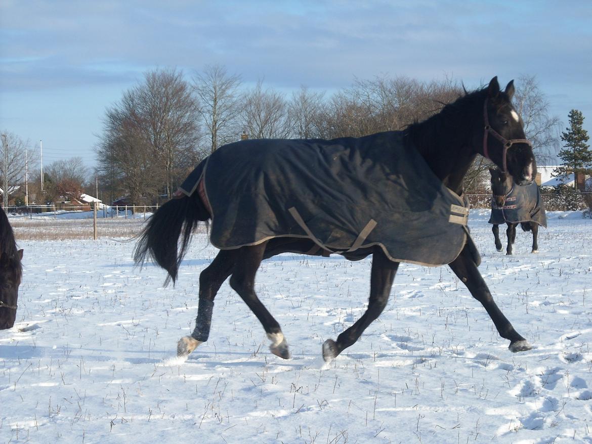 Oldenborg Miluna Af Brorstrup billede 3